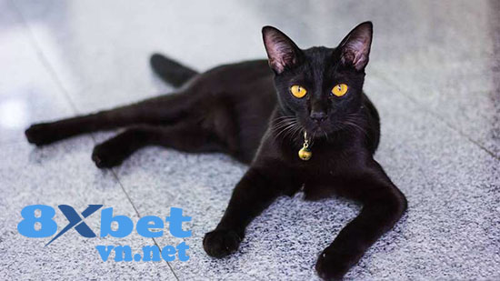 Nằm mơ thấy mèo đen là điềm xấu hay lành?